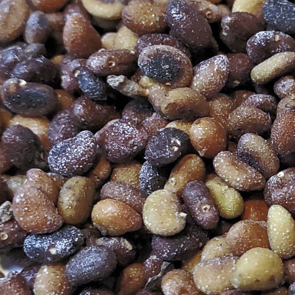 Wild White Indigo Seeds (Baptisia alba) ~Native Perennial Pollinator Garden