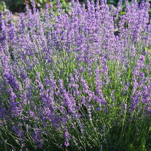 5,000 Heirloom Perennial English Vera Lavender Seeds Beautiful Fragrant NonGMO