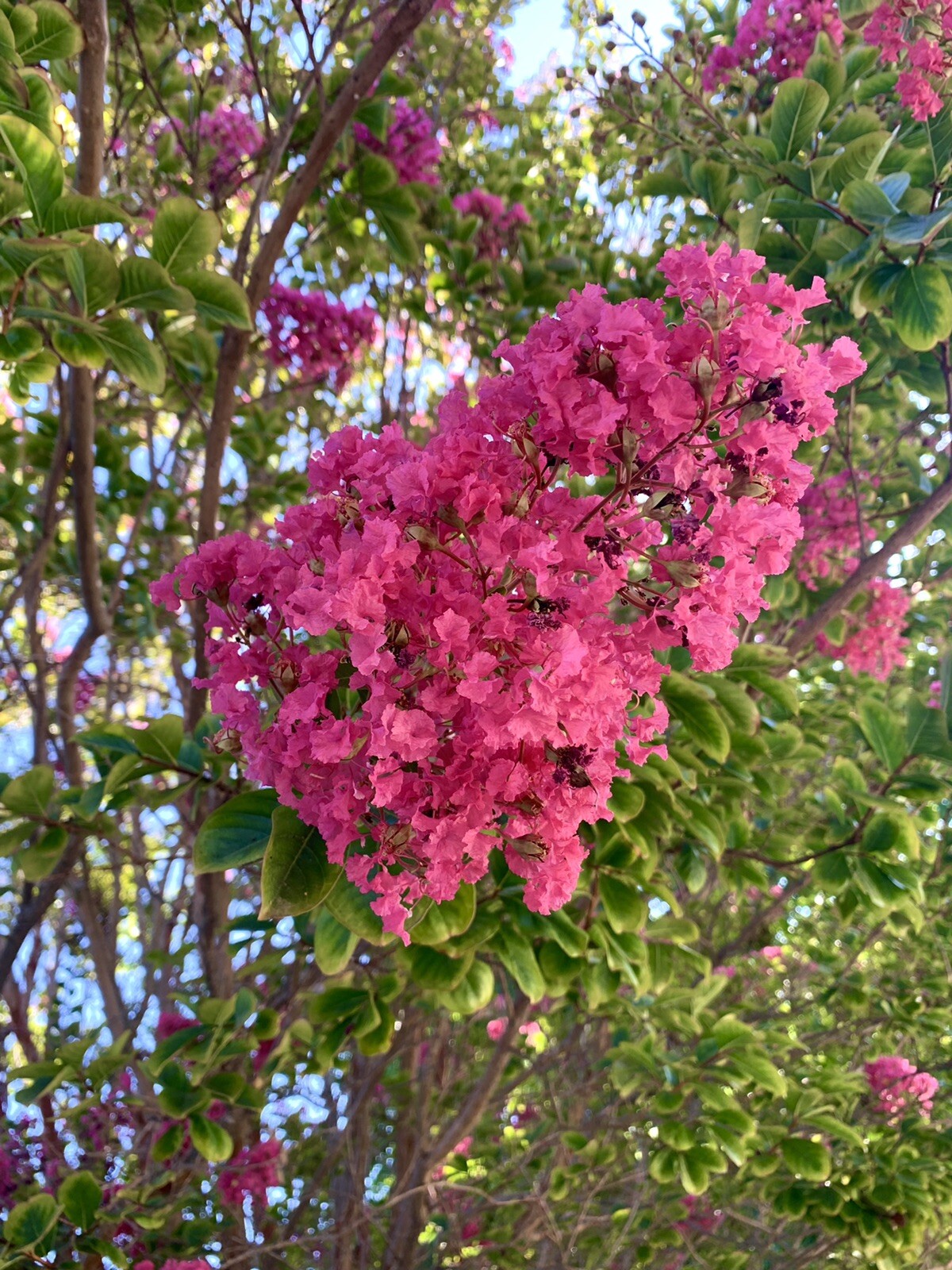 Pink Lagerstroemia indica, Dwarf Crape Myrtle, 100 Seeds 2024 – USA