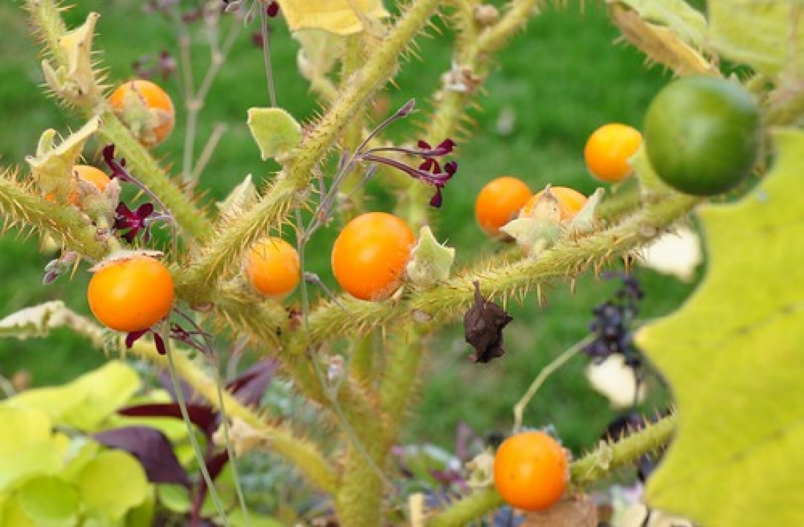 Lulo Orange Tree {Solanum quitoense} Organic 10 seeds Free Shipping!