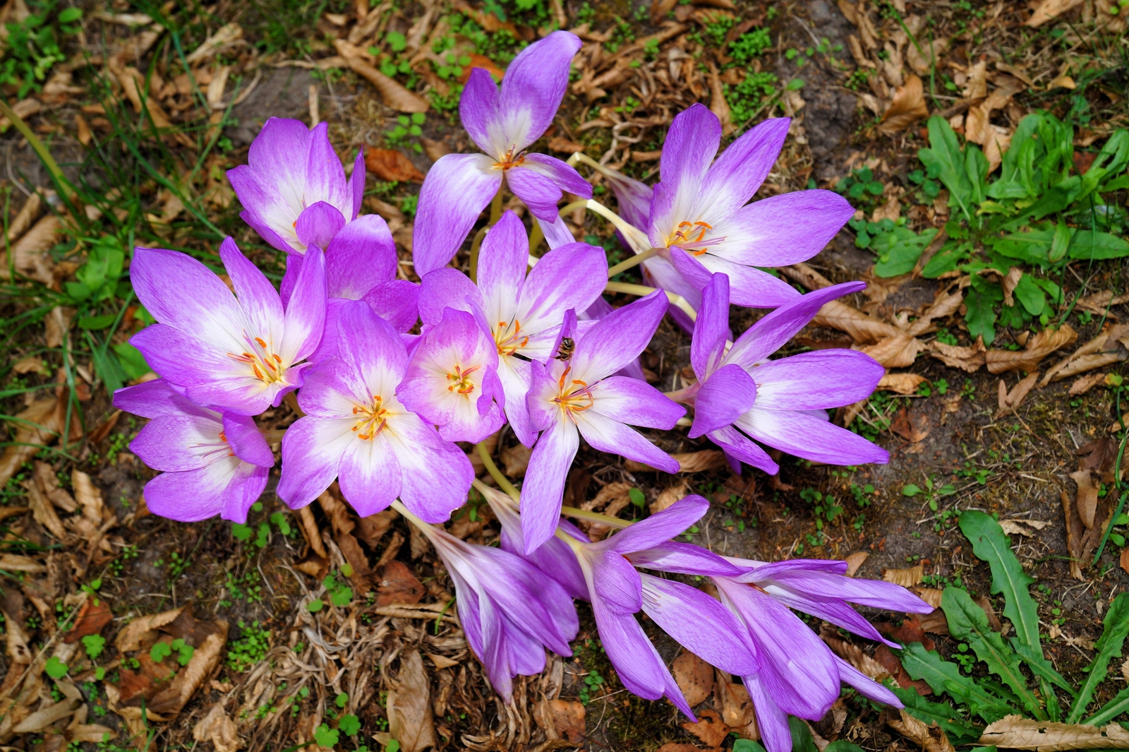 10 AUTUMN CROCUS Colchicum Autumnale Meadow Saffron Flower Seeds *Comb S/H