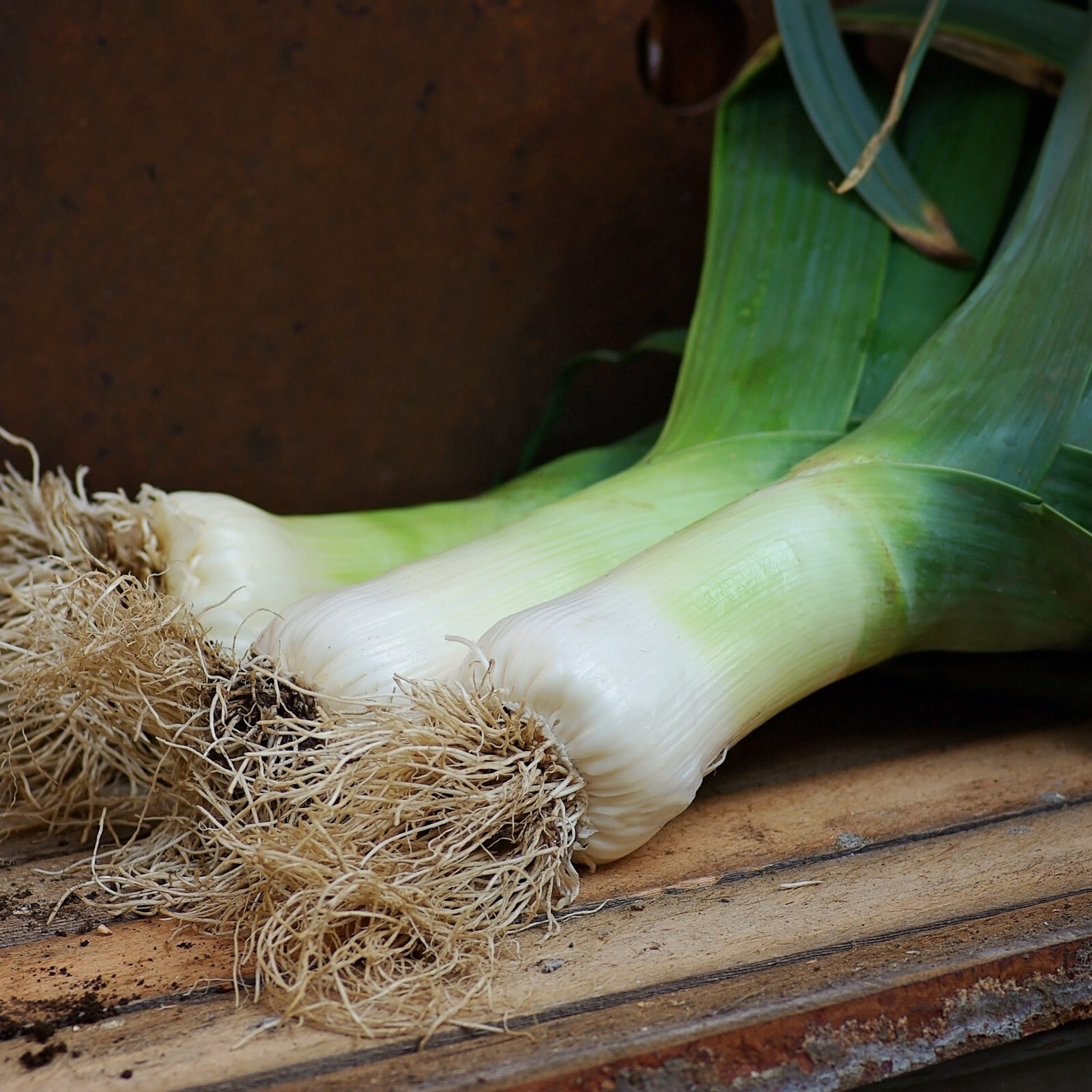 250 Organic Non-GMO Giant Mussleburgh Leek Seeds- Seeds Of Tomorrow