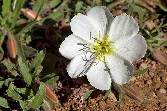 Oenothera albicaulis | White Stem Evening Primrose | 50 Seeds