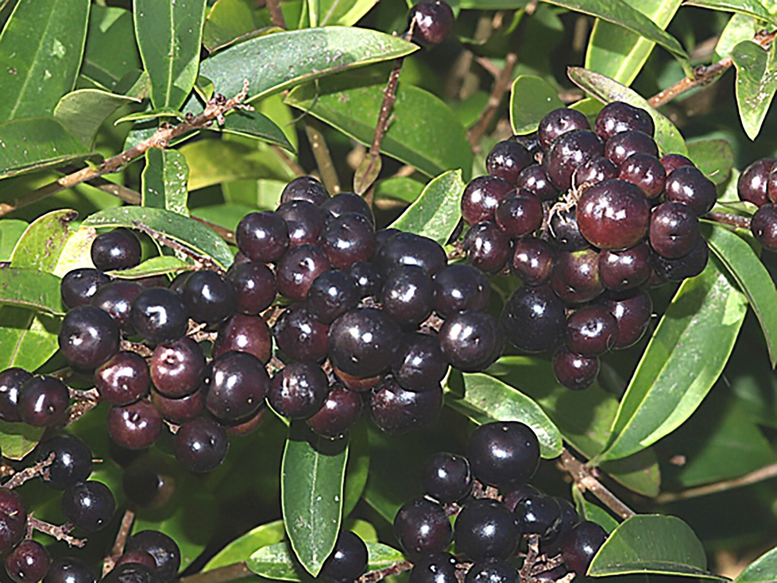Privet Shrub, Ligustrum vulgare Seeds (Fast, Hardy, Fragrant, Hedge)