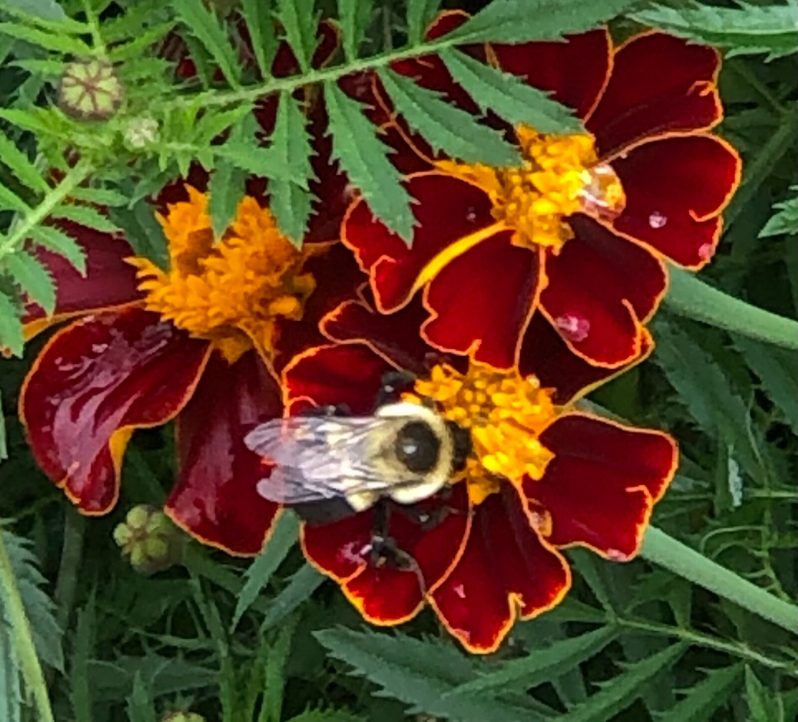 French Marigold DISCO RED Beneficial Flowers in Gardens USA Non-GMO 100 Seeds