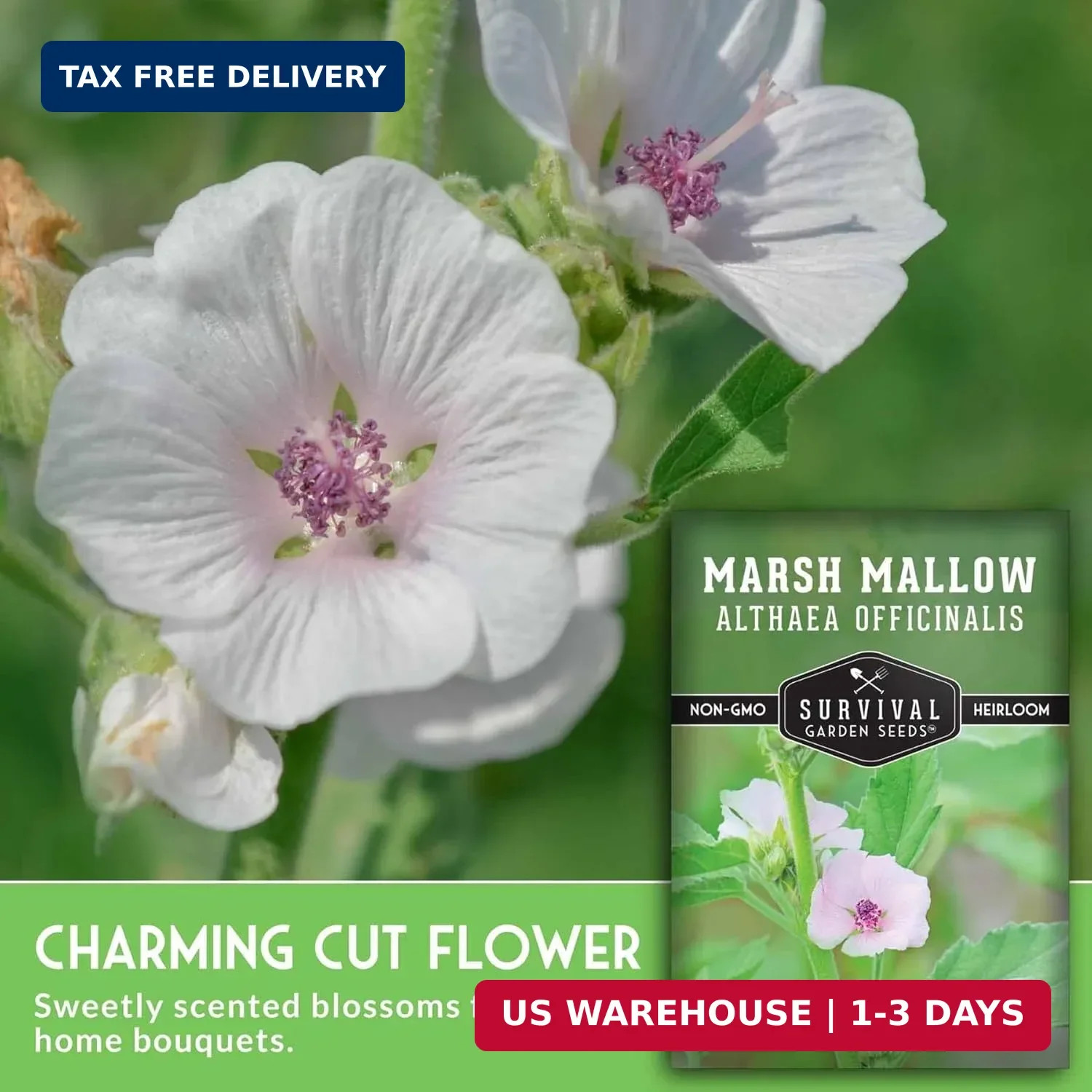 Marshmallow Seeds for Planting – Marsh Mallow Medicinal Herb, Althaea Officinali