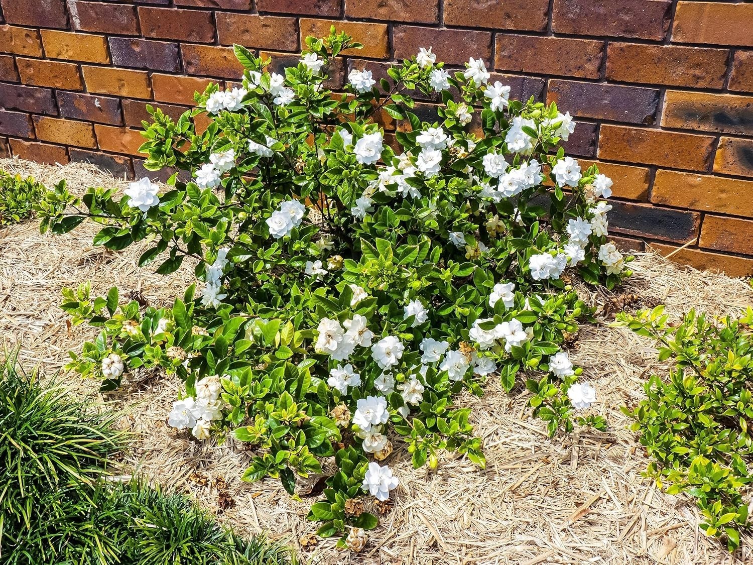 500+ Gardenia Jasminoides Seeds Fragrant White Cape Jasmine Flower Tropical Shru