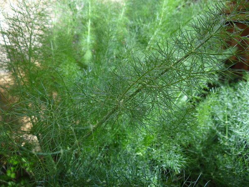 FENNEL 100 SEEDS, FERN-LIKE FOLIAGE, YELLOW FLOWERS, LICORICE FLAVER