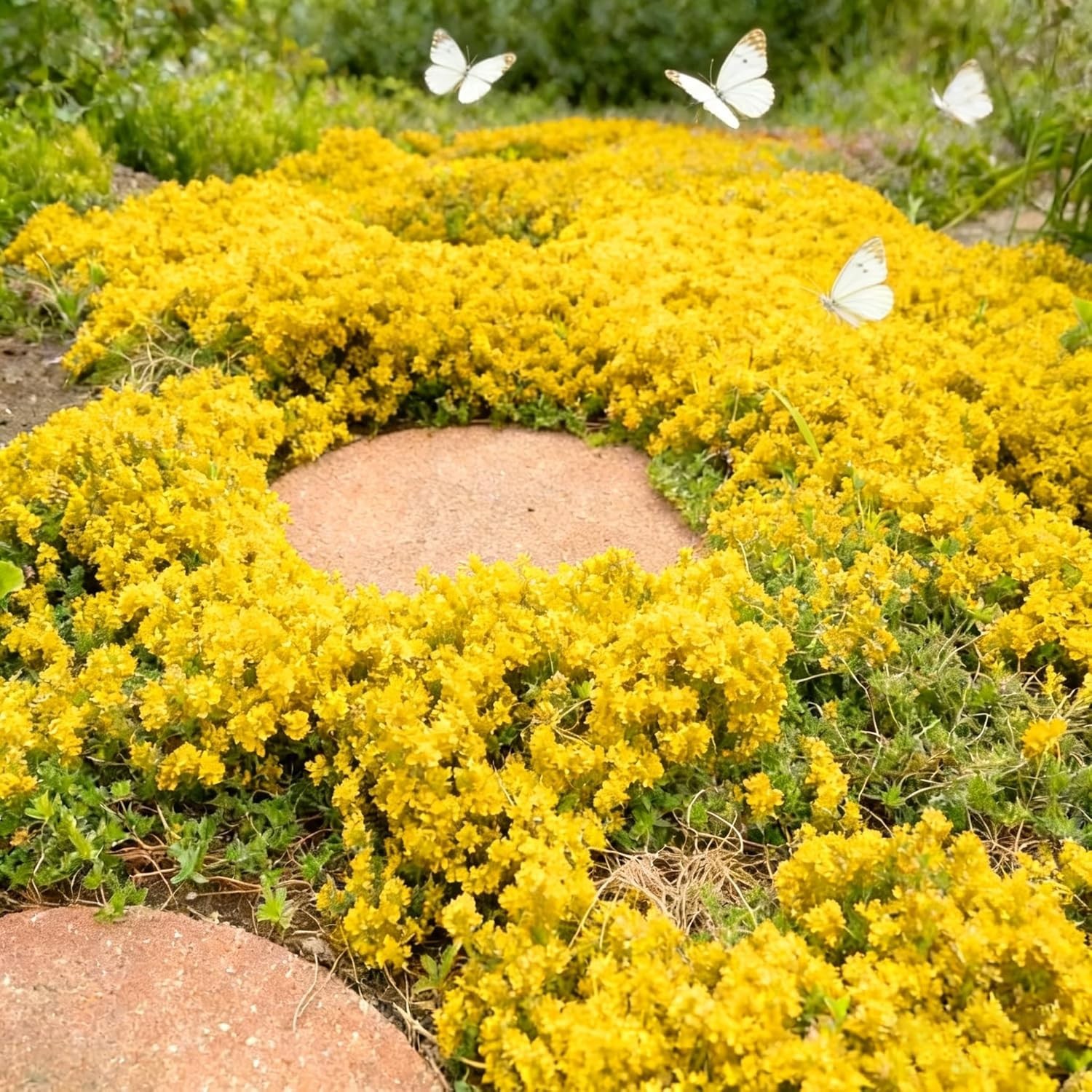 20000+ Bright Yellow Creeping Thyme Seeds Ground Cover-Low Maintenance Perenn
