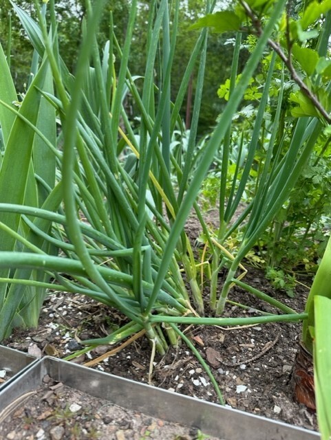 5 Egyptian Walking Onions, Tree Onion, top Onions. 5 roots to start