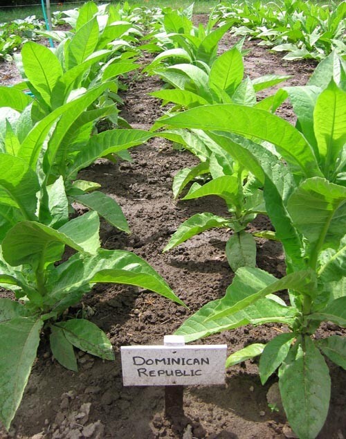 1000 Dominican Republic Olor Seeds ~ Fine Cigar Wrapper Nicotiana Tabacum