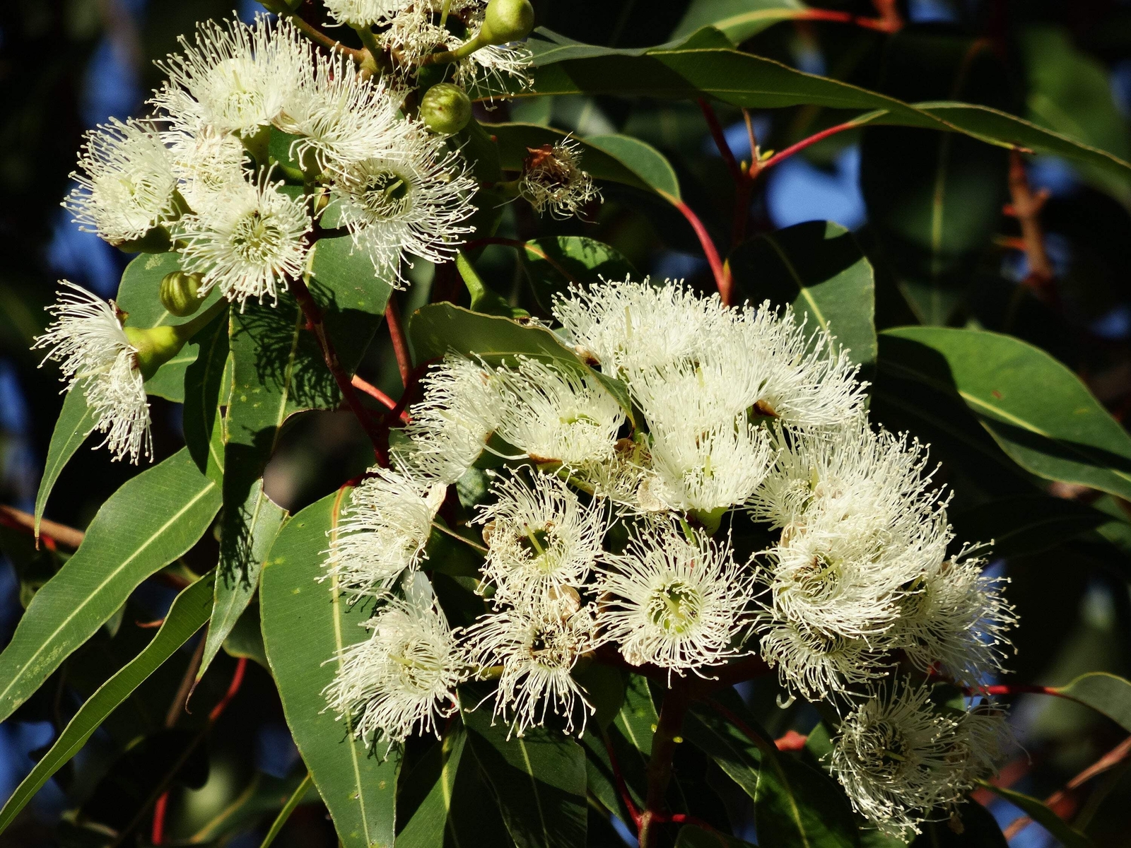 50 LEMON SCENTED EUCALYPTUS Citriodora Tree Lemon Bush Spotted Gum Flower Seeds