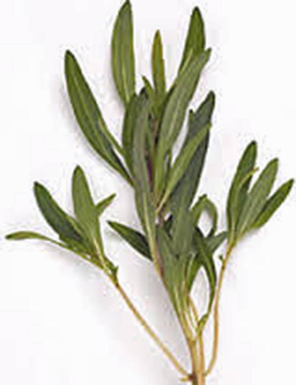 SAVORY, SUMMER, HEIRLOOM, 500+ SEEDS, NON GMO, HERB, SPICE, GARDEN SEED