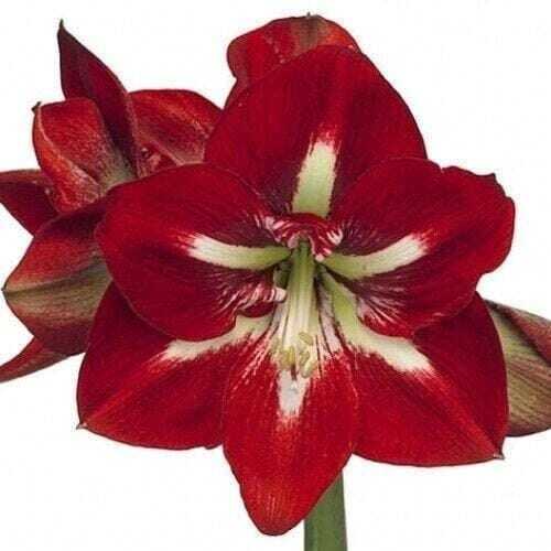 Jumbo Amaryllis BARBADOS 36/38 centimeters – US Seller