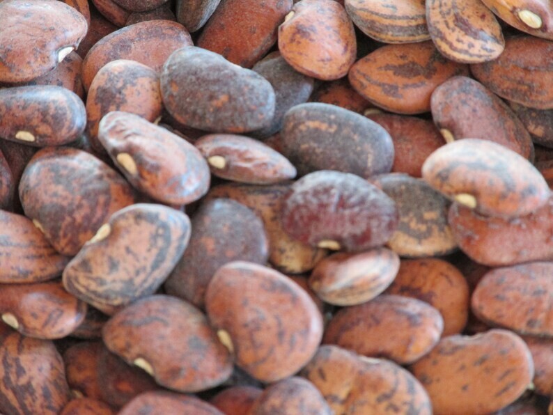 1/4 lb. Jackson Wonder Bush Lima Bean Seeds