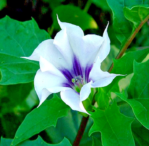 Datura Stramonium Jamestown Strain JimsonWeed ThornApple ~40 Refrigerated Seeds