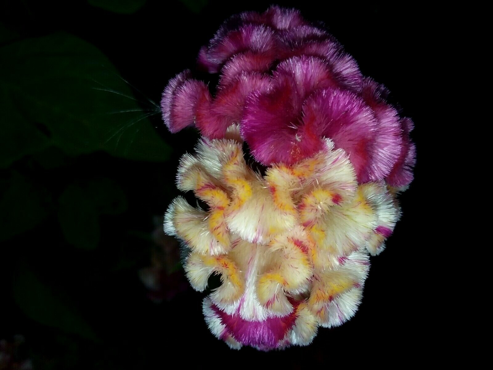 Yellow/Red Marble Brain Celosia 25 SEEDS 4 ft. tall Comb. S/H See Our Store