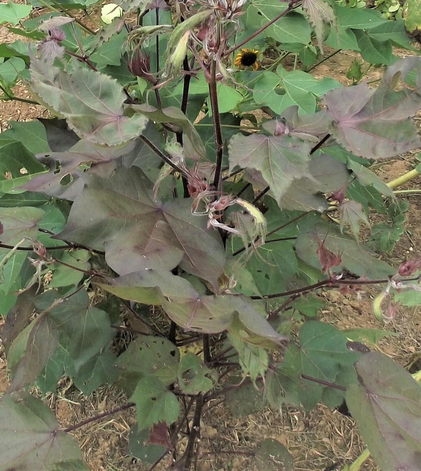 10 Cotton Seed Extremely Rare, Burgundy Leaf, GREEN LINT Heirloom Ornamental