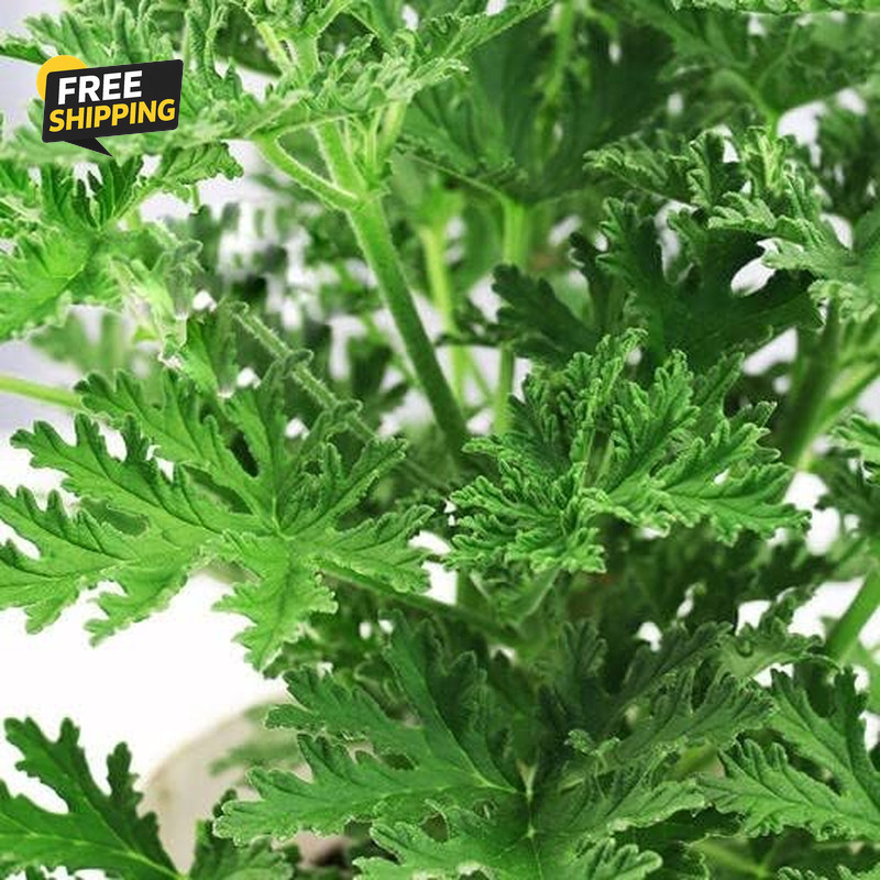 1500 Citronella Plant Seeds Citronella Plant Seeds Home Heirloom Garden Perennia