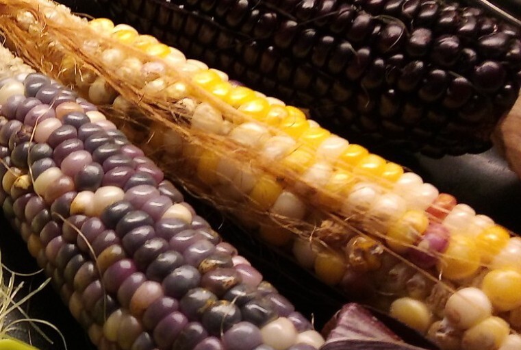 Marbled Glass Gem Corn Heirloom Seeds