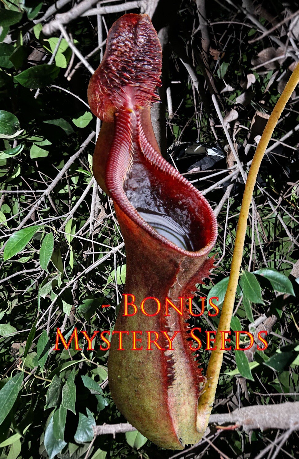 Nepenthes Lowii 100 SEEDS – Grown In California Harvested 9/24/2024 Fresh Seeds