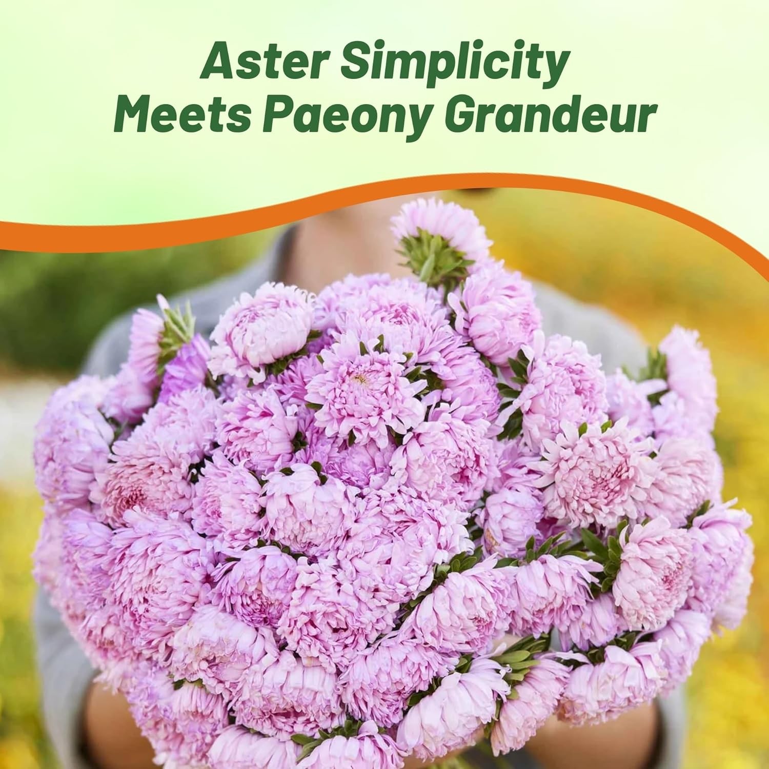 1000 Seeds Aster Seed – Aster Callistephus Tall Paeony Duchess Flower Seeds