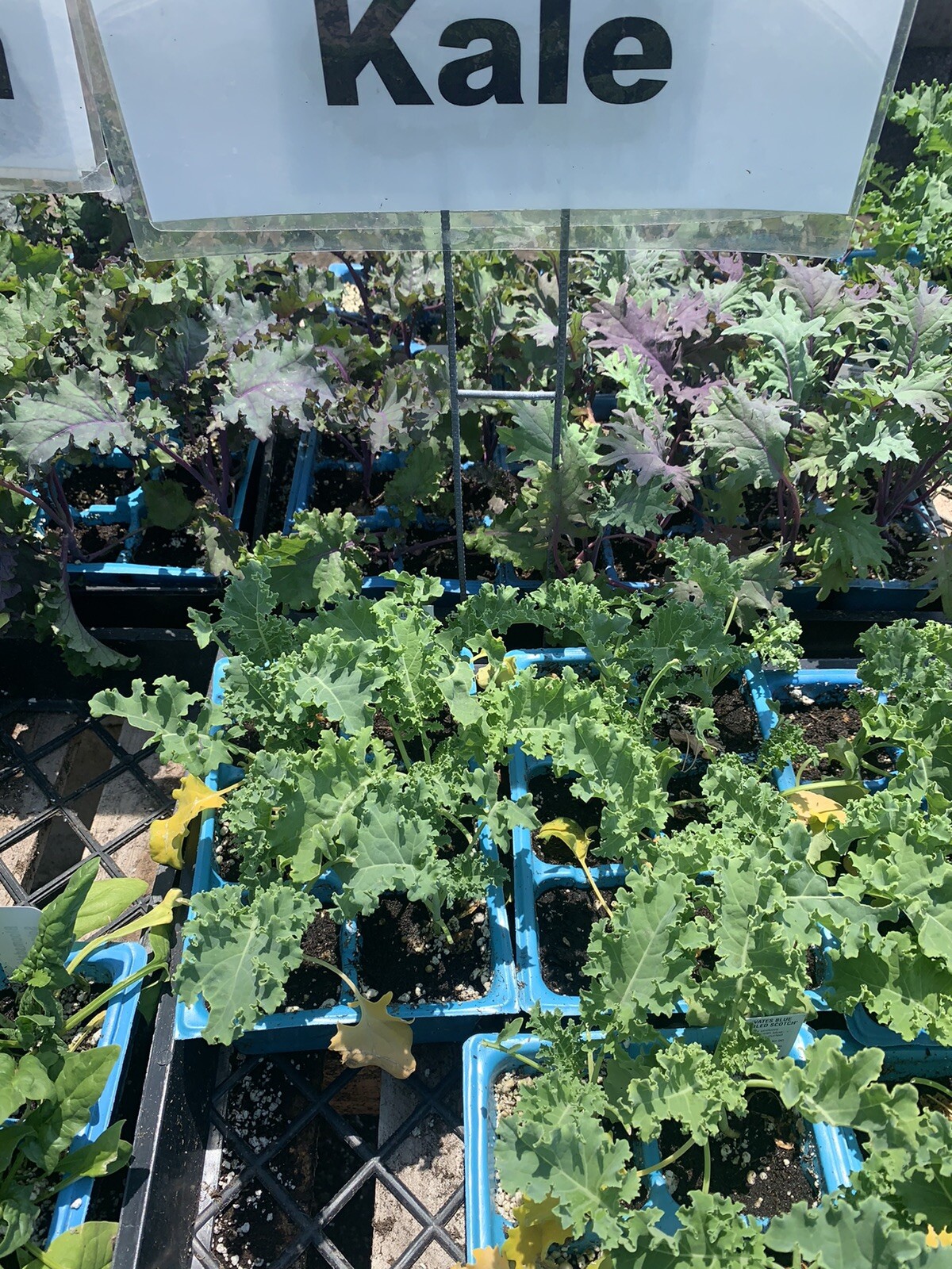 Organic Kale 4 Inches Pot