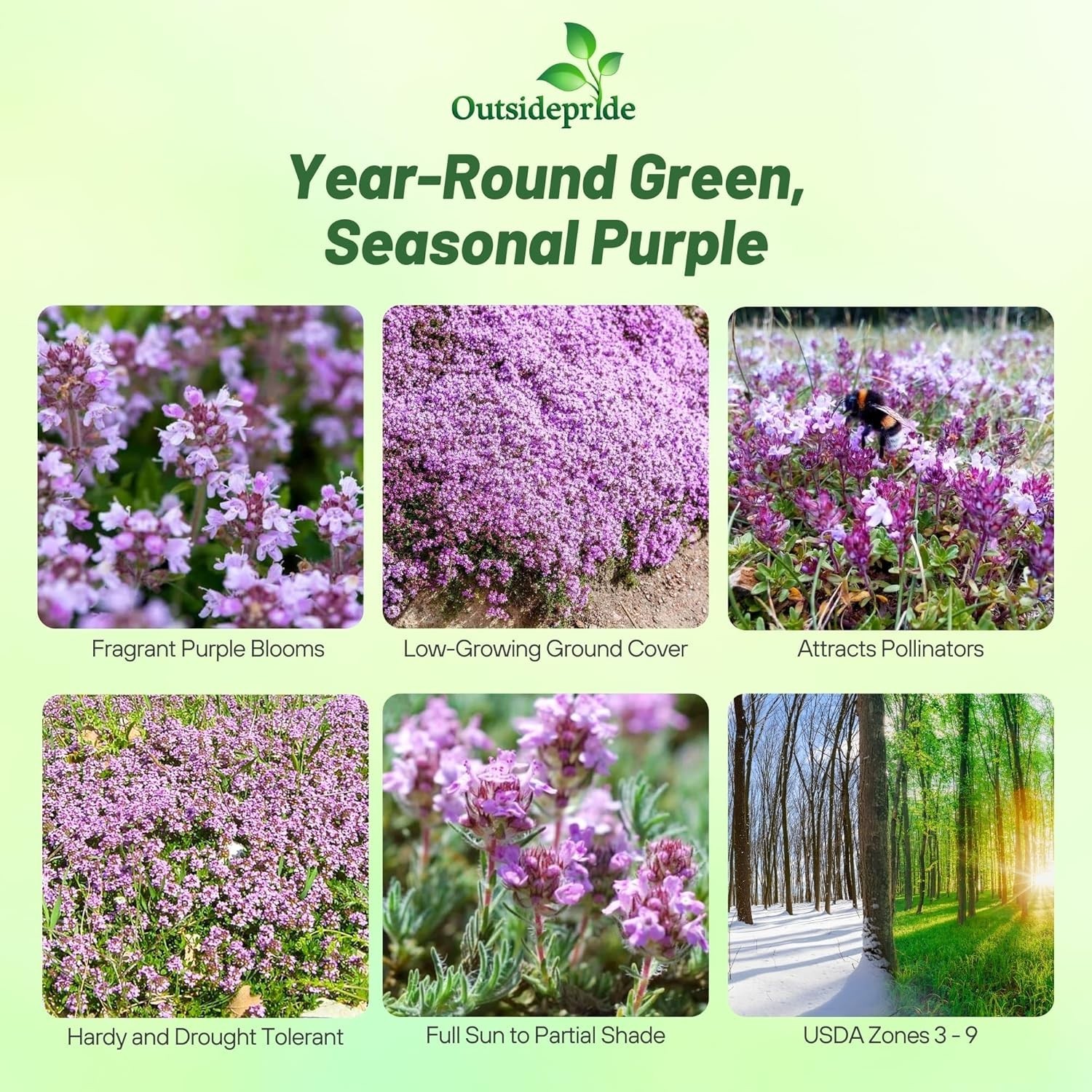 Creeping Thyme Seeds – 1/2 Lb Drought Tolerant Lavender Blooms for Beautiful …