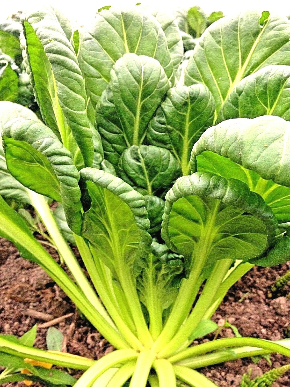 601+TAT SOI Cabbage Seeds Organic Spring Fall Vegetable Garden Containers Asian