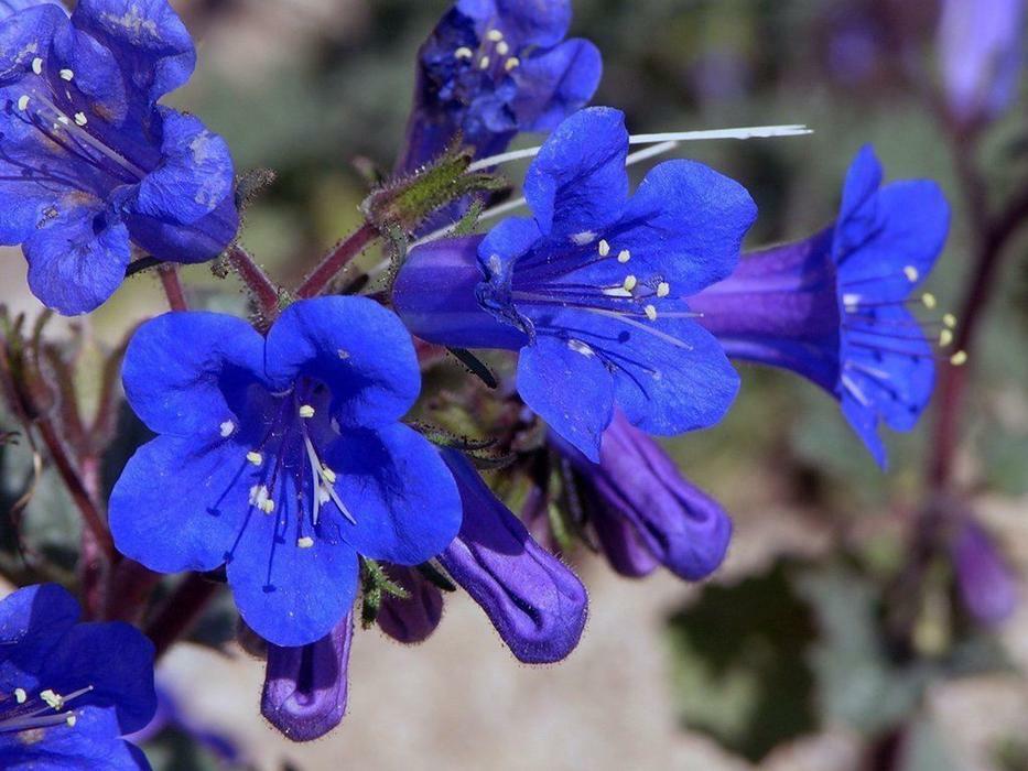 California Bluebell Campanula Seeds 1000+ Flower USA SELLER FREE SHIPPING ANNUAL