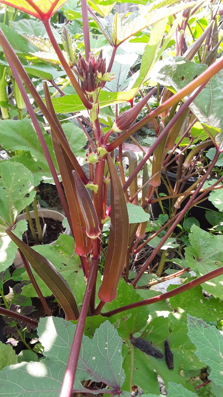 100 Red Burgundy Okra Seeds Super Prolific Healthy and Very Tasteful NON-GM