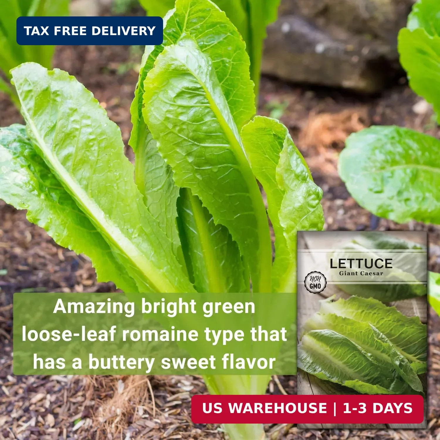 Sow Right Seeds – Giant Caesar Lettuce Seeds for Planting – Non-GMO Open Pollina