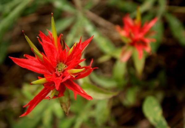 Castilleja integra | Whole-leaf Indian Paintbrush | 10 Seeds