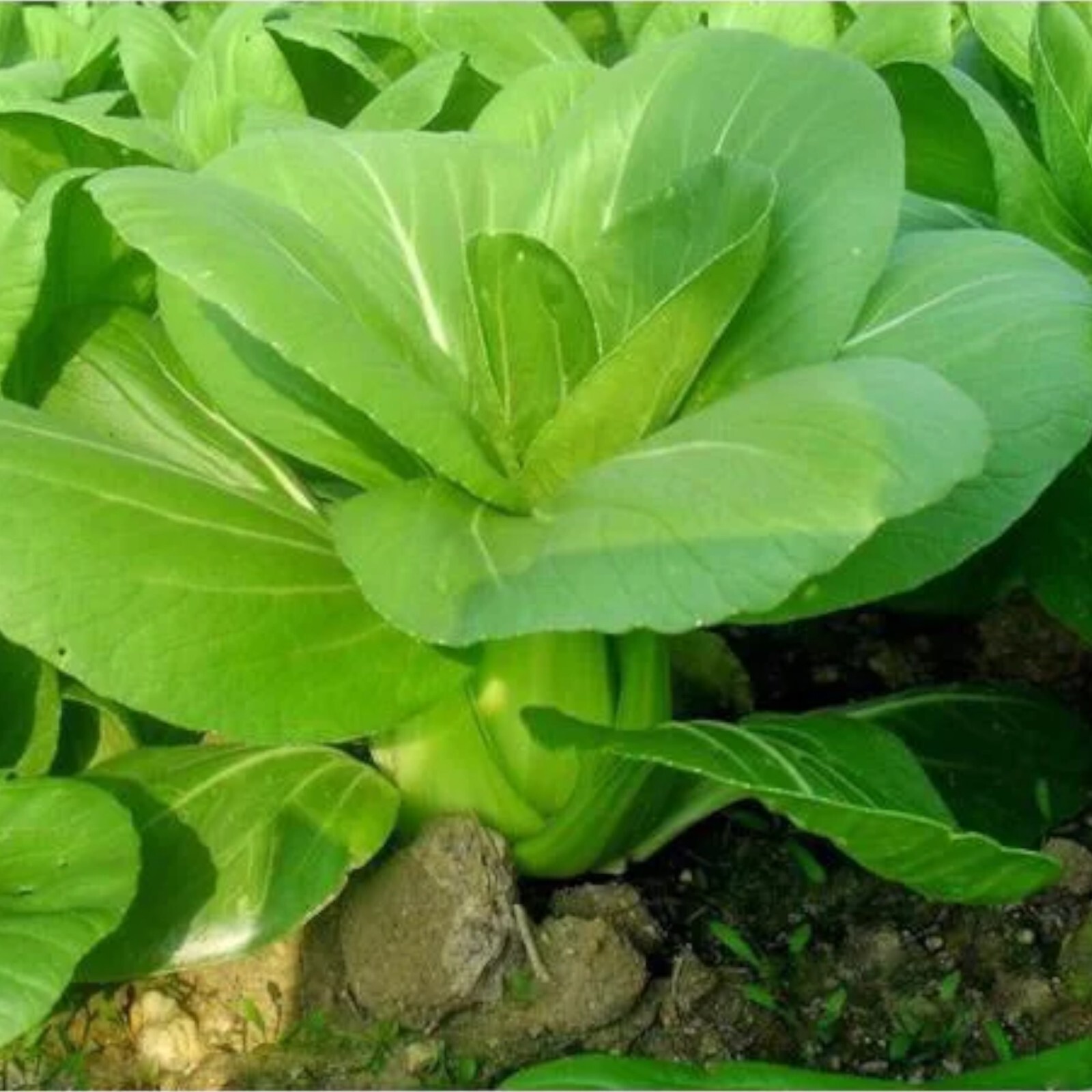 1000pcs ‘All Year Round’ Chinese Cabbage Seeds – Heirloom & Organic, Non-GMO.