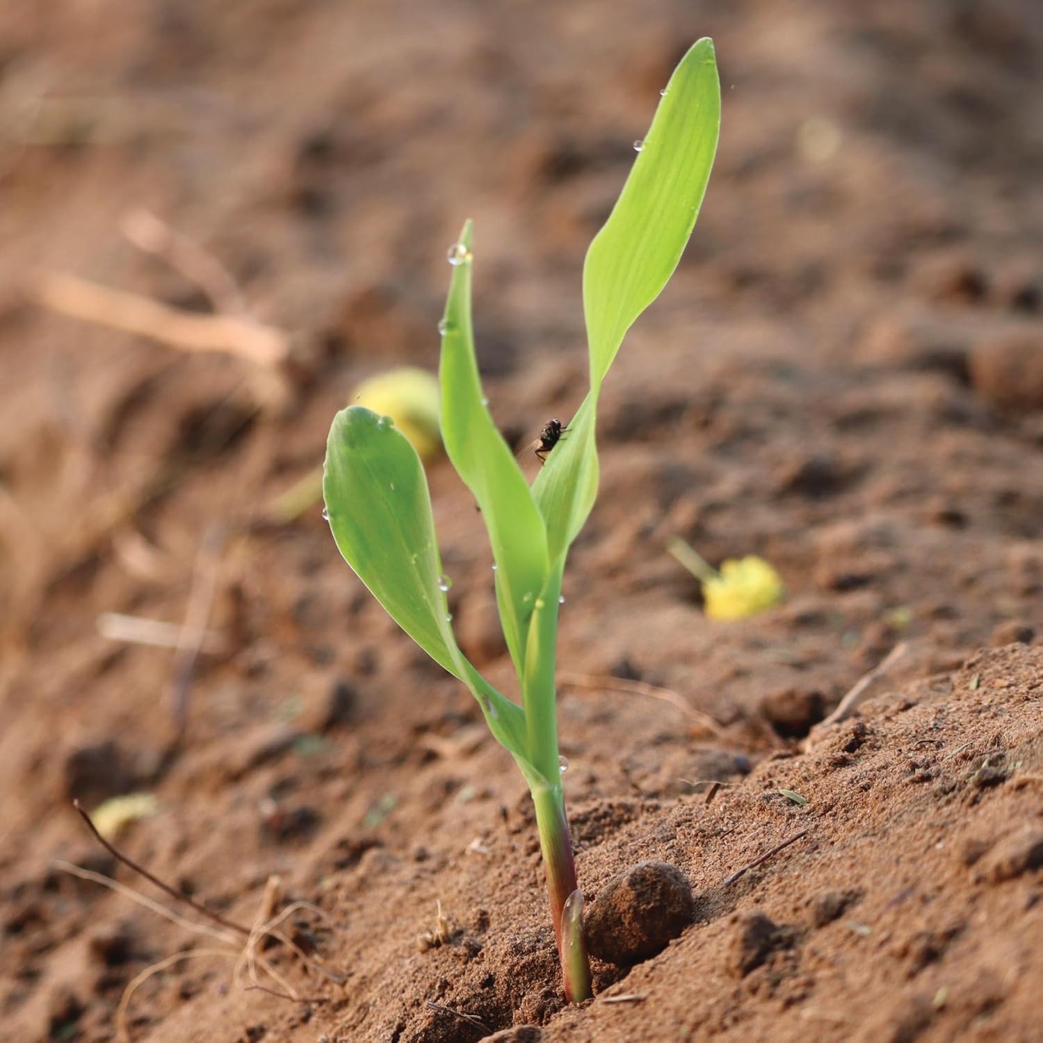 Seed Needs Peaches and Cream Sweet Corn Seeds | 230+ Non Golden,Yellow