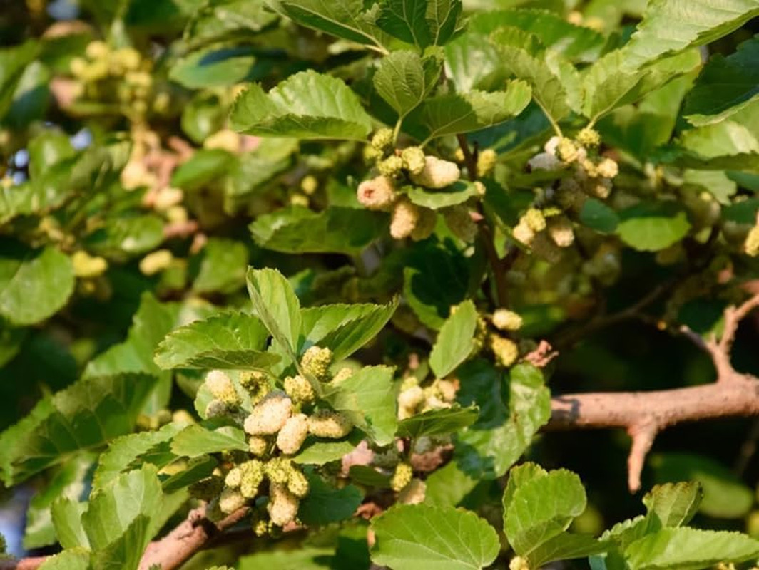 50+ White Mulberry Tree Seeds Morus Nigra Seed Sweet Edible Fruit Non-Gmo