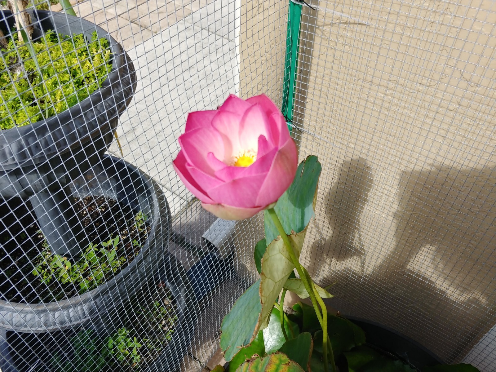 Organic Water Lily / Lotus Seeds