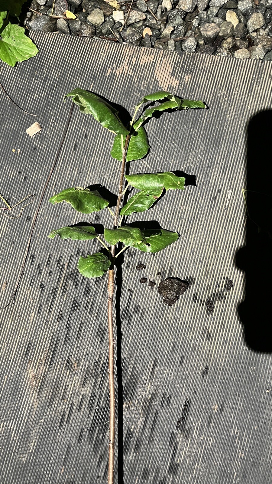 Sorbopyrus, ‘Shipova’ ancient pear hybrid 18-24” tall grafted dwarf plant