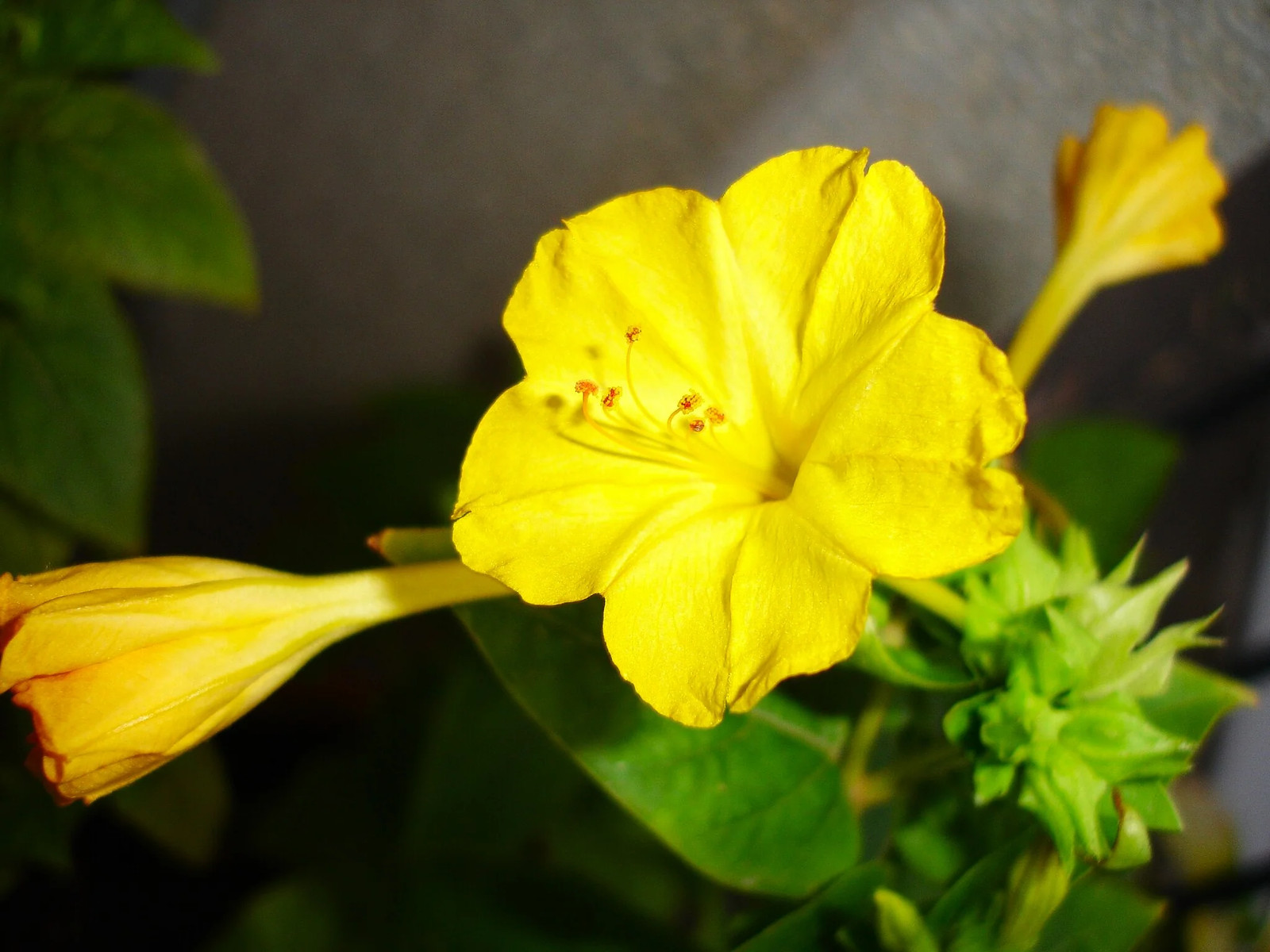Yellow Four O’ Clock Seeds | Mirabilis Jalapa Marvel of Peru Flower Seed 2025