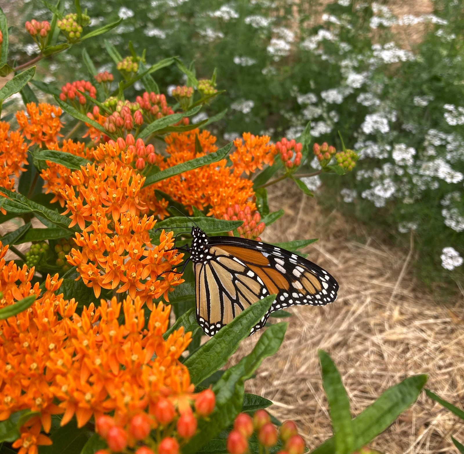Pollinator Garden Boxed Seed Collection ~Native Wildflower Pollinator Attractors