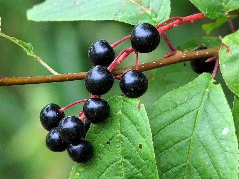 European Black Cherry | Premium Seeds | Prunus padus ‘Fruit’ | Plants’®
