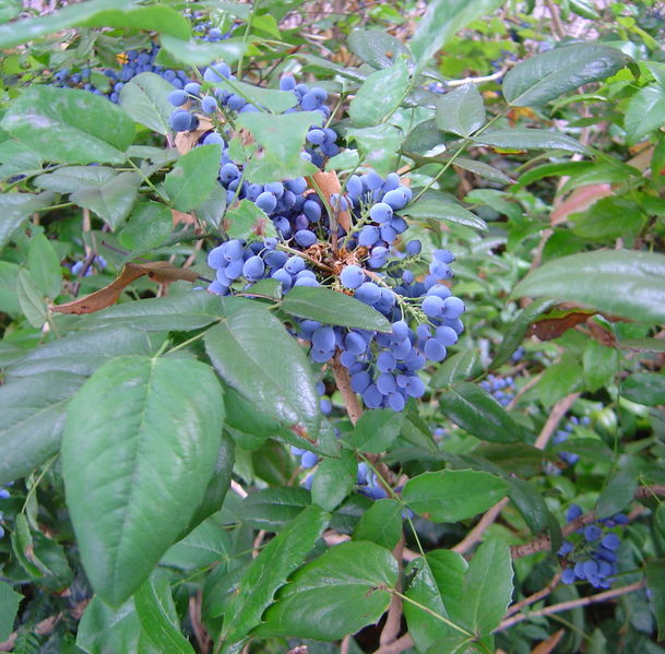 Oregon Holly Grape, Mahonia aquifolium, Shrub Seeds (Edible, Hardy, Showy)