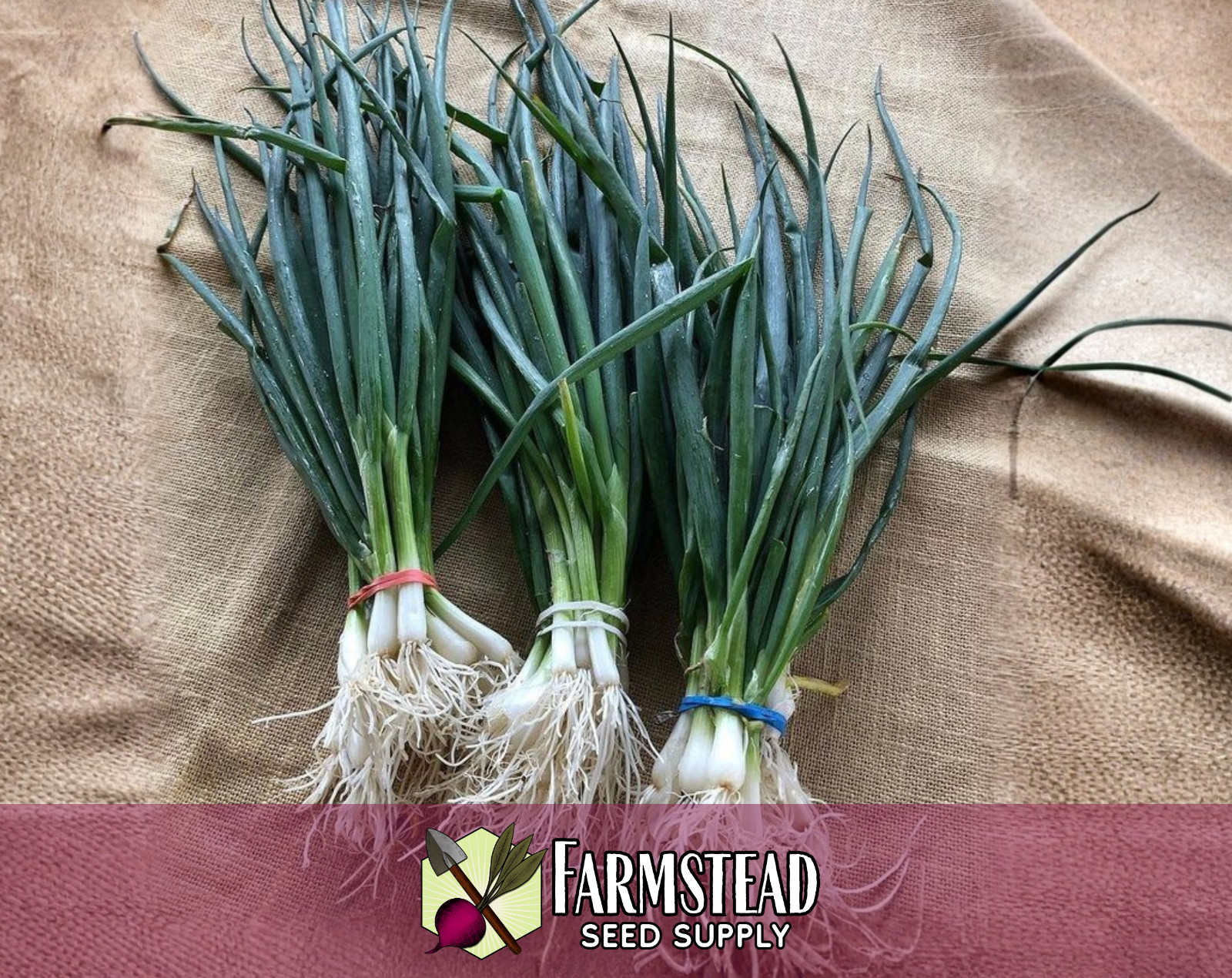 1300+ Bunching Onion Seeds [Tokyo Long White] Vegetable Gardening Seed, Heirloom