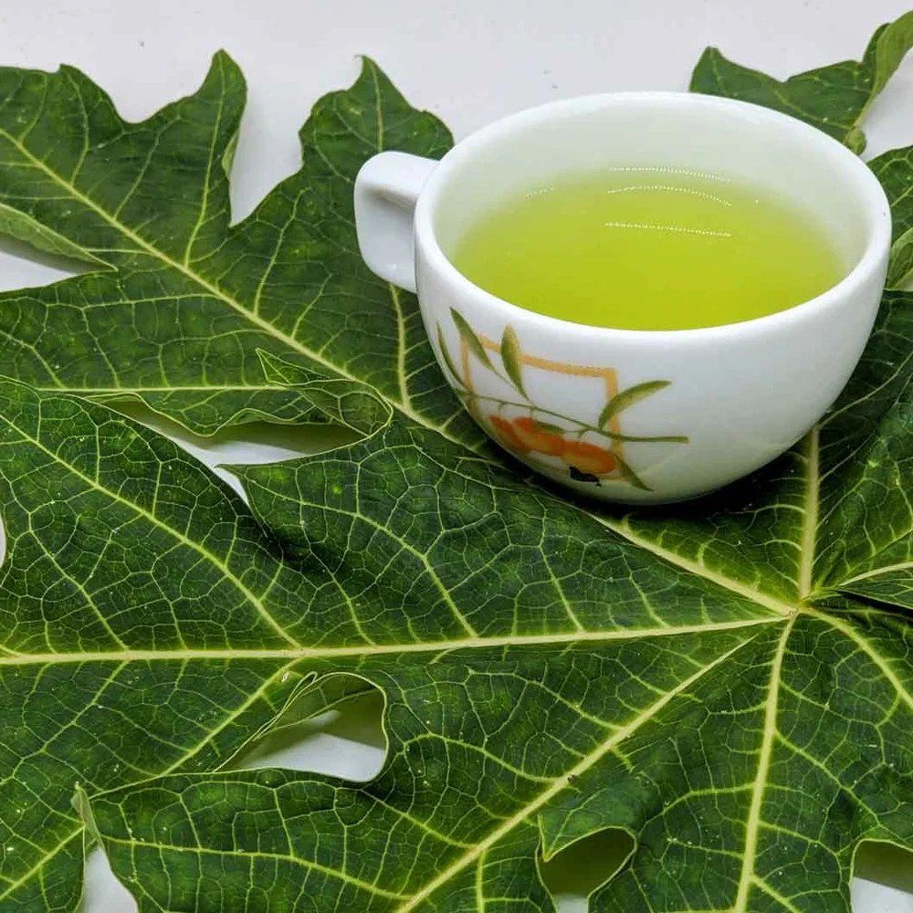 10 Fresh Organic Papaya Leaves hand picked naturally grown
