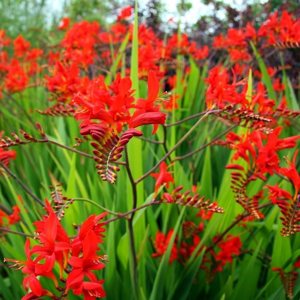 Crocosmia Lucifer RED MONTBRETIA – Seeds!