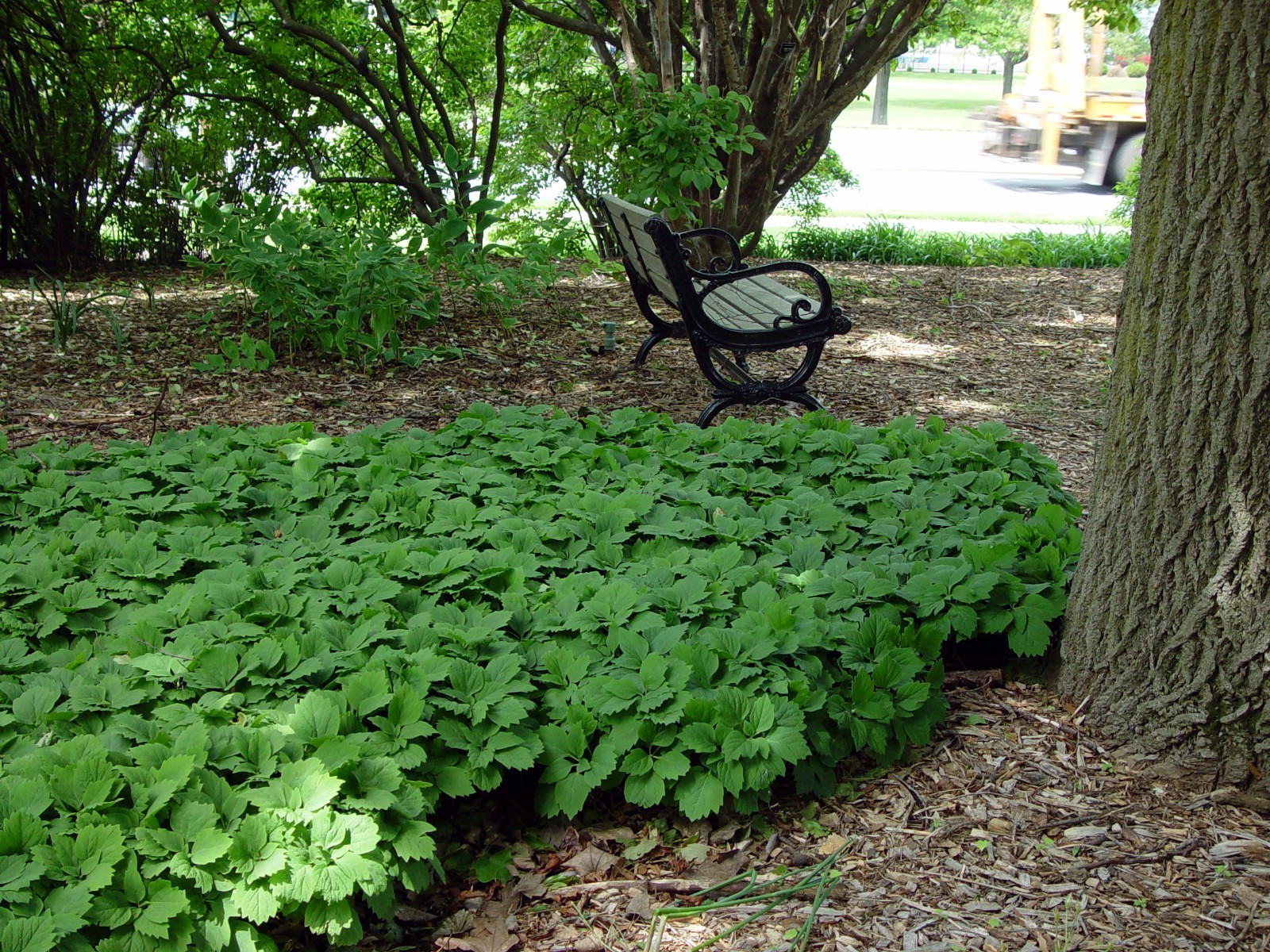 ALLEGHENY SPURGE 5 roots (Pachysandra procumbens)