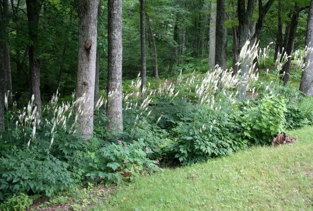5 Black Cohosh Dormant Bare Root~Bugbane, Snakeroot ~Wild Woodland~Winter Hardy