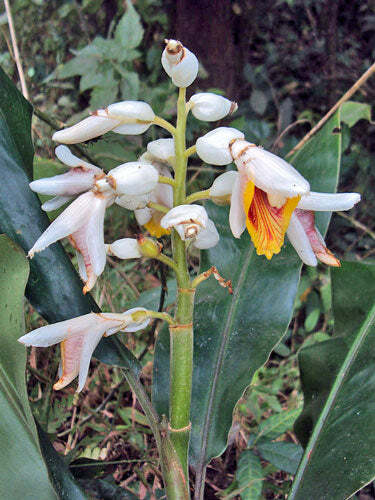 Alpinia malaccensis | Ornamental or Malacca Ginger | 5 Seeds