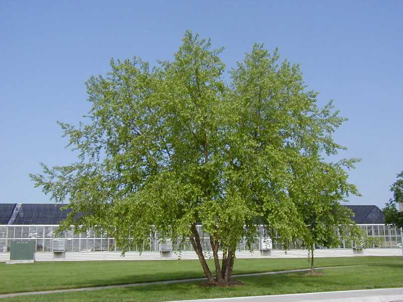 River Birch, (Black Birch), Betula nigra, Tree Seeds