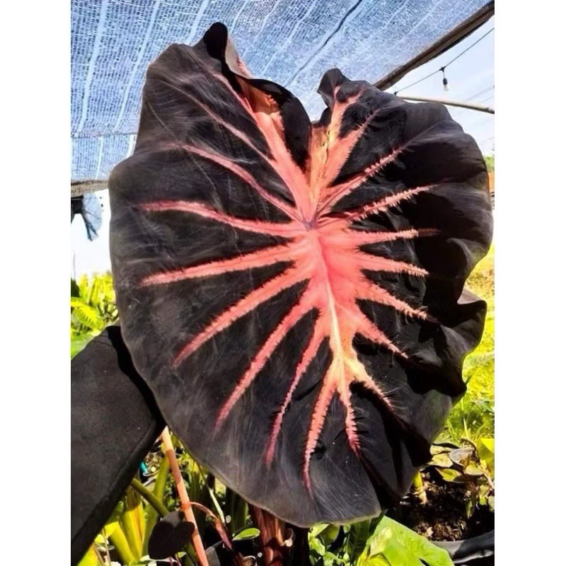 AUTHENTIC Colocasia Red Devil 1 bulb
